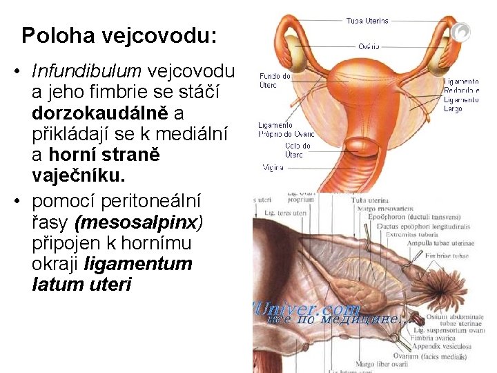 Poloha vejcovodu: • Infundibulum vejcovodu a jeho fimbrie se stáčí dorzokaudálně a přikládají se Poloha vejcovodu: • Infundibulum vejcovodu a jeho fimbrie se stáčí dorzokaudálně a přikládají se