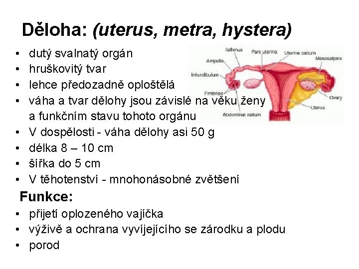 Děloha: (uterus, metra, hystera) • • dutý svalnatý orgán hruškovitý tvar lehce předozadně oploštělá Děloha: (uterus, metra, hystera) • • dutý svalnatý orgán hruškovitý tvar lehce předozadně oploštělá