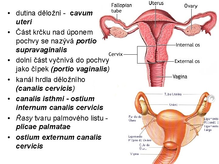 • dutina děložní - cavum uteri • Část krčku nad úponem pochvy se • dutina děložní - cavum uteri • Část krčku nad úponem pochvy se