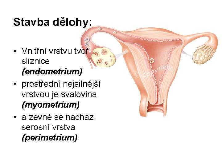 Stavba dělohy: • Vnitřní vrstvu tvoří sliznice (endometrium) • prostřední nejsilnější vrstvou je svalovina Stavba dělohy: • Vnitřní vrstvu tvoří sliznice (endometrium) • prostřední nejsilnější vrstvou je svalovina