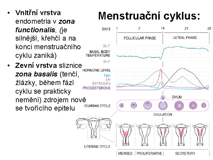 • Vnitřní vrstva endometria v zona functionalis, (je silnější, křehčí a na konci • Vnitřní vrstva endometria v zona functionalis, (je silnější, křehčí a na konci