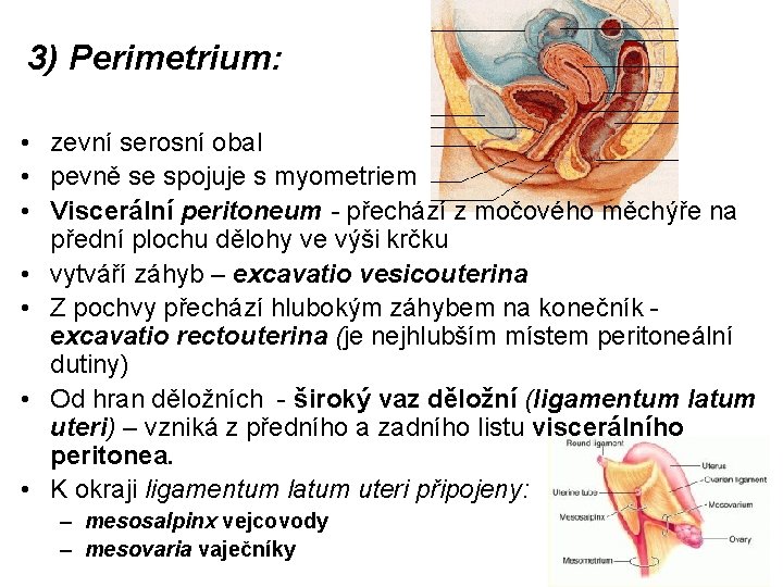 3) Perimetrium: • zevní serosní obal • pevně se spojuje s myometriem • Viscerální 3) Perimetrium: • zevní serosní obal • pevně se spojuje s myometriem • Viscerální