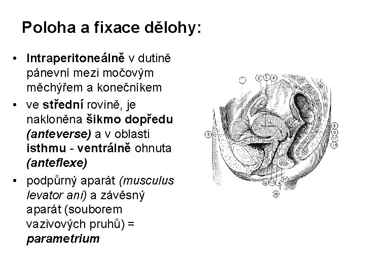 Poloha a fixace dělohy: • Intraperitoneálně v dutině pánevní mezi močovým měchýřem a konečníkem Poloha a fixace dělohy: • Intraperitoneálně v dutině pánevní mezi močovým měchýřem a konečníkem