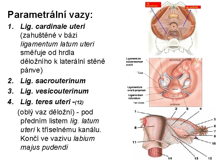 Parametrální vazy: 1. Lig. cardinale uteri (zahuštěné v bázi ligamentum latum uteri směřuje od Parametrální vazy: 1. Lig. cardinale uteri (zahuštěné v bázi ligamentum latum uteri směřuje od
