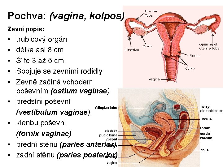 Pochva: (vagina, kolpos) Zevní popis: • • • trubicový orgán délka asi 8 cm Pochva: (vagina, kolpos) Zevní popis: • • • trubicový orgán délka asi 8 cm