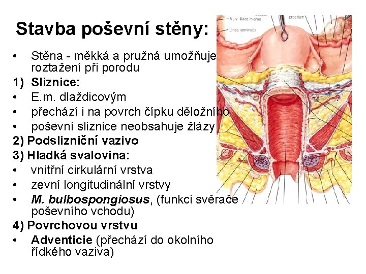Stavba poševní stěny: • Stěna - měkká a pružná umožňuje roztažení při porodu 1) Stavba poševní stěny: • Stěna - měkká a pružná umožňuje roztažení při porodu 1)