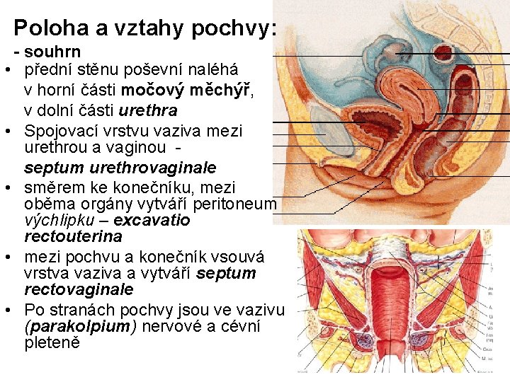 Poloha a vztahy pochvy: - souhrn • přední stěnu poševní naléhá v horní části Poloha a vztahy pochvy: - souhrn • přední stěnu poševní naléhá v horní části