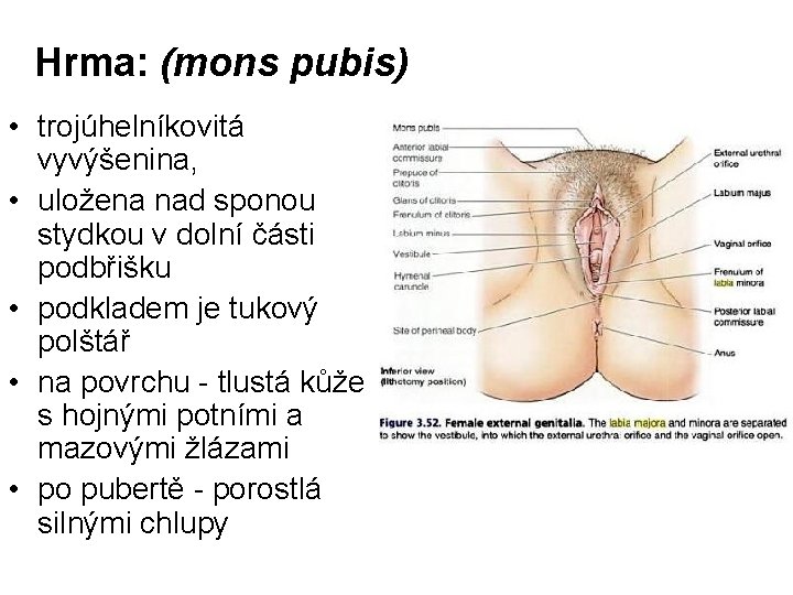 Hrma: (mons pubis) • trojúhelníkovitá vyvýšenina, • uložena nad sponou stydkou v dolní části Hrma: (mons pubis) • trojúhelníkovitá vyvýšenina, • uložena nad sponou stydkou v dolní části