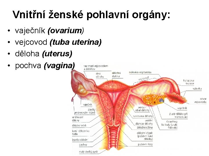 Vnitřní ženské pohlavní orgány: • • vaječník (ovarium) vejcovod (tuba uterina) děloha (uterus) pochva Vnitřní ženské pohlavní orgány: • • vaječník (ovarium) vejcovod (tuba uterina) děloha (uterus) pochva