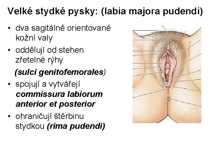 Velké stydké pysky: (labia majora pudendi) • dva sagitálně orientované kožní valy • oddělují Velké stydké pysky: (labia majora pudendi) • dva sagitálně orientované kožní valy • oddělují