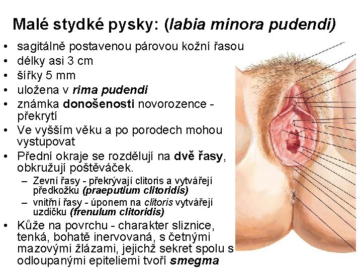 Malé stydké pysky: (labia minora pudendi) • • • sagitálně postavenou párovou kožní řasou Malé stydké pysky: (labia minora pudendi) • • • sagitálně postavenou párovou kožní řasou