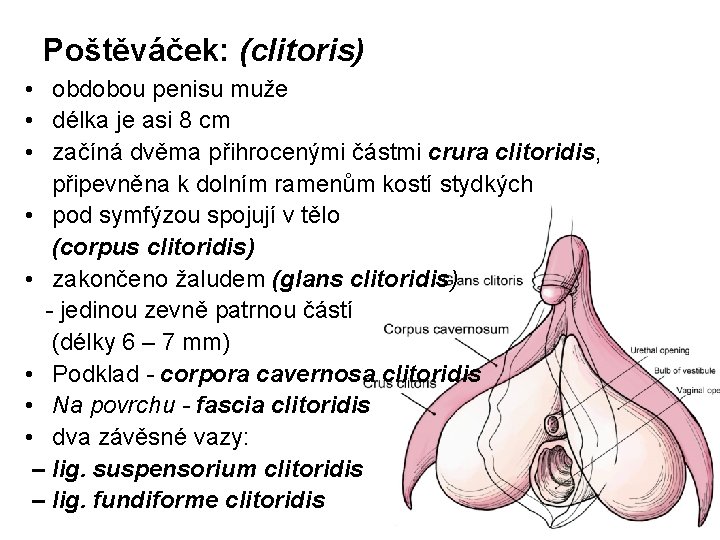 Poštěváček: (clitoris) • obdobou penisu muže • délka je asi 8 cm • začíná Poštěváček: (clitoris) • obdobou penisu muže • délka je asi 8 cm • začíná