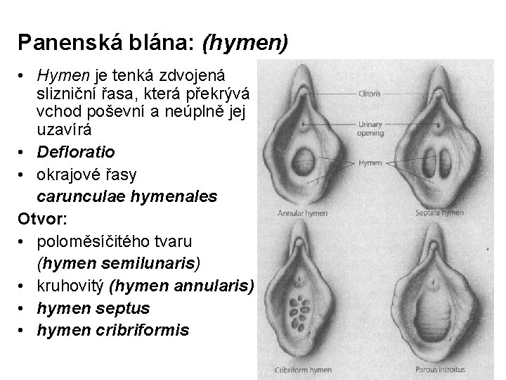 Panenská blána: (hymen) • Hymen je tenká zdvojená slizniční řasa, která překrývá vchod poševní Panenská blána: (hymen) • Hymen je tenká zdvojená slizniční řasa, která překrývá vchod poševní