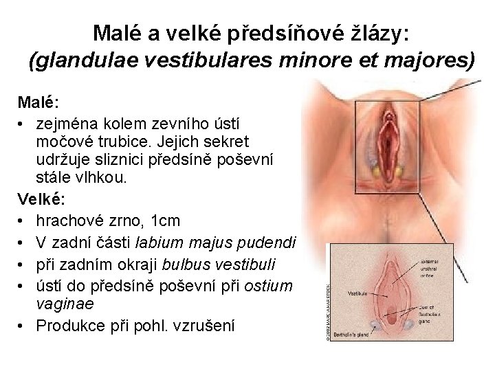 Malé a velké předsíňové žlázy: (glandulae vestibulares minore et majores) Malé: • zejména kolem Malé a velké předsíňové žlázy: (glandulae vestibulares minore et majores) Malé: • zejména kolem