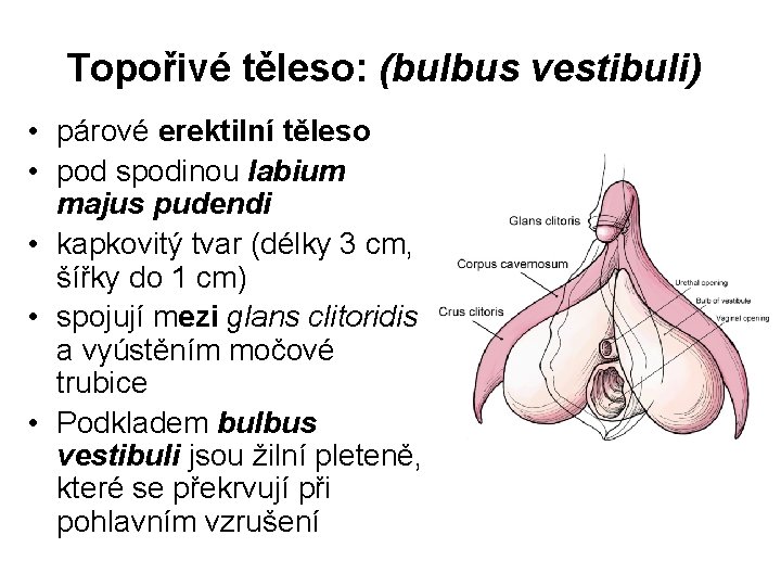 Topořivé těleso: (bulbus vestibuli) • párové erektilní těleso • pod spodinou labium majus pudendi Topořivé těleso: (bulbus vestibuli) • párové erektilní těleso • pod spodinou labium majus pudendi