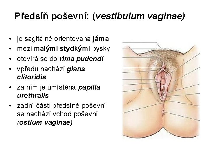 Předsíň poševní: (vestibulum vaginae) • • je sagitálně orientovaná jáma mezi malými stydkými pysky Předsíň poševní: (vestibulum vaginae) • • je sagitálně orientovaná jáma mezi malými stydkými pysky