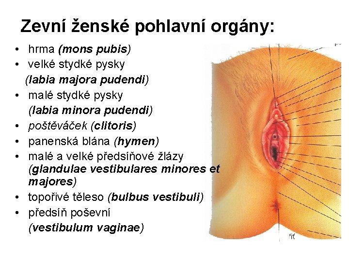 Zevní ženské pohlavní orgány: • hrma (mons pubis) • velké stydké pysky (labia majora Zevní ženské pohlavní orgány: • hrma (mons pubis) • velké stydké pysky (labia majora