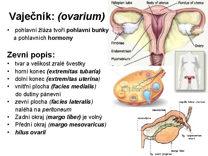 Vaječník: (ovarium) • pohlavní žláza tvoří pohlavní buňky a pohlavních hormony Zevní popis: • Vaječník: (ovarium) • pohlavní žláza tvoří pohlavní buňky a pohlavních hormony Zevní popis: •