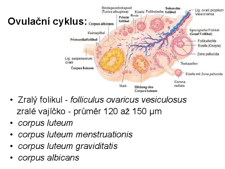 Ovulační cyklus: • Zralý folikul - folliculus ovaricus vesiculosus zralé vajíčko - průměr 120 Ovulační cyklus: • Zralý folikul - folliculus ovaricus vesiculosus zralé vajíčko - průměr 120