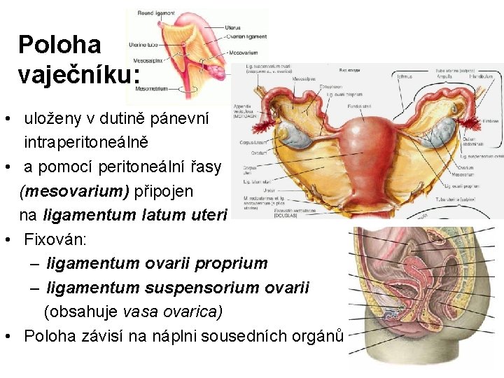 Poloha vaječníku: • uloženy v dutině pánevní intraperitoneálně • a pomocí peritoneální řasy (mesovarium) Poloha vaječníku: • uloženy v dutině pánevní intraperitoneálně • a pomocí peritoneální řasy (mesovarium)