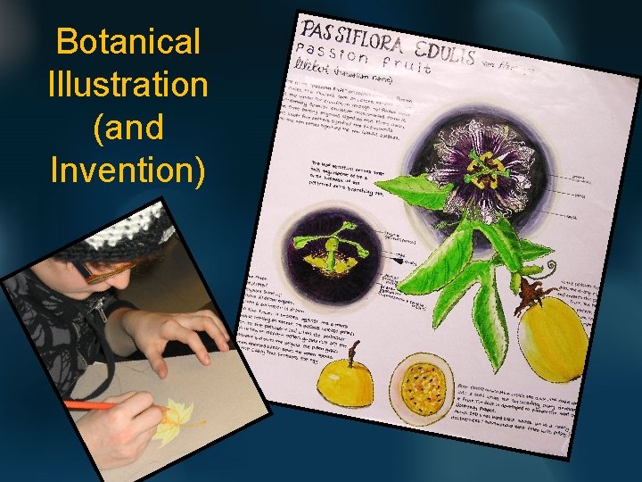 Botanical Illustration (and Invention) 