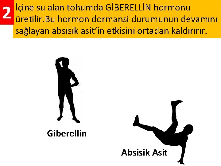 2 İçine su alan tohumda GİBERELLİN hormonu üretilir. Bu hormon dormansi durumunun devamını sağlayan