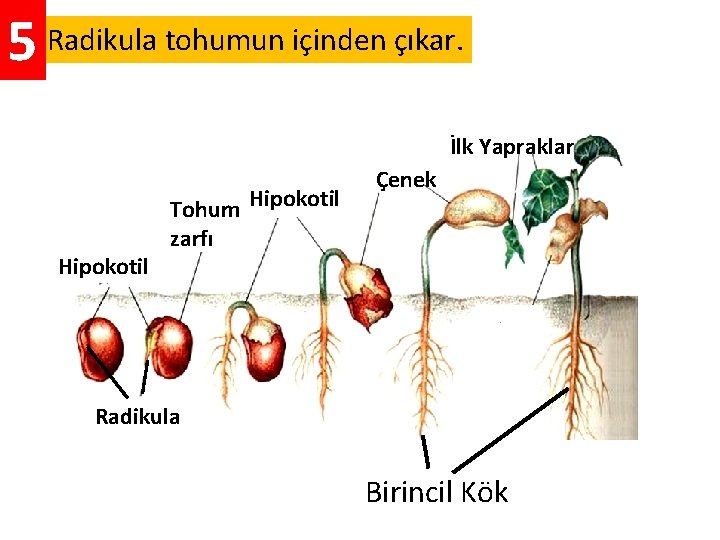 5 Radikula tohumun içinden çıkar. İlk Yapraklar Hipokotil Tohum Hipokotil zarfı Çenek Radikula Birincil