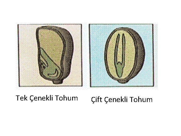 Tek Çenekli Tohum Çift Çenekli Tohum 