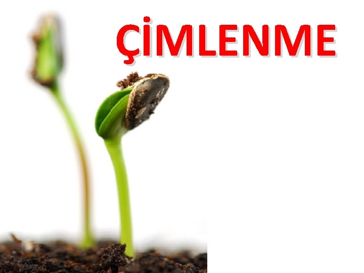 ÇİMLENME ÇİMLENME