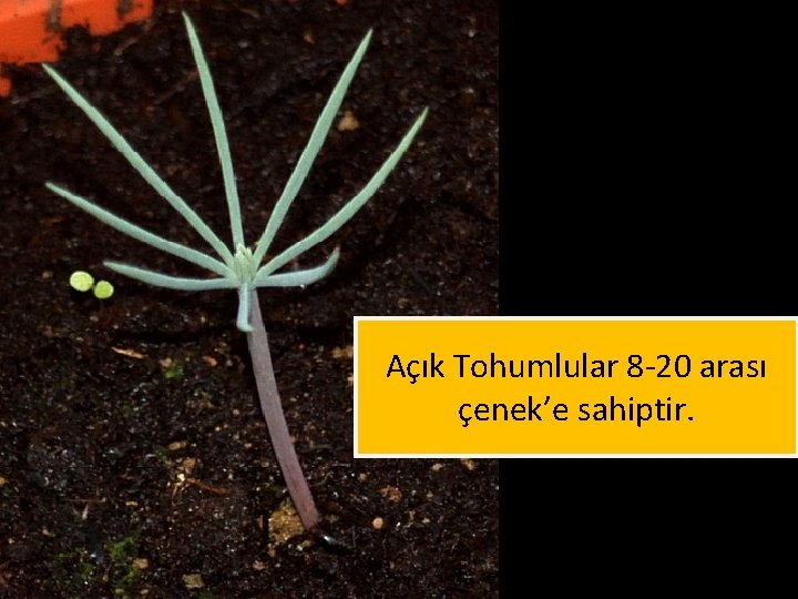 Açık Tohumlular 8 -20 arası çenek’e sahiptir. 