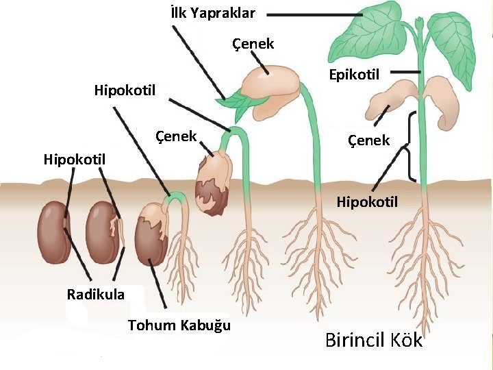 İlk Yapraklar Çenek Hipokotil Epikotil Çenek Hipokotil Radikula Tohum Kabuğu Birincil Kök İlk Yapraklar Çenek Hipokotil Epikotil Çenek Hipokotil Radikula Tohum Kabuğu Birincil Kök