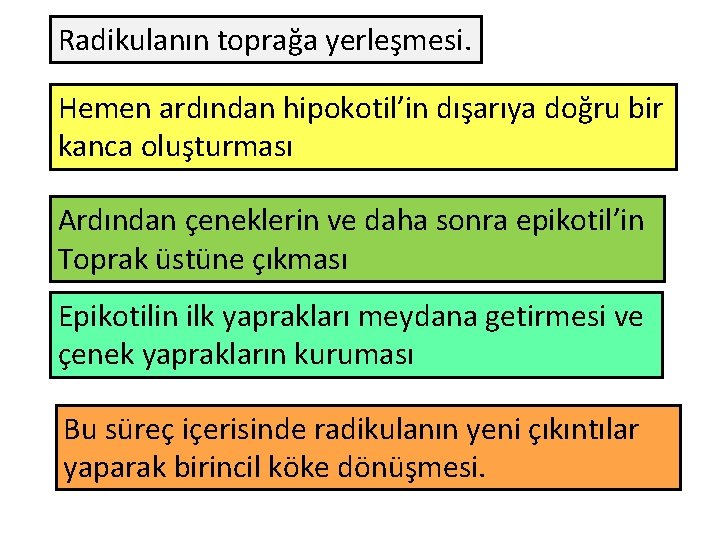 Radikulanın toprağa yerleşmesi. Hemen ardından hipokotil’in dışarıya doğru bir kanca oluşturması Ardından çeneklerin ve