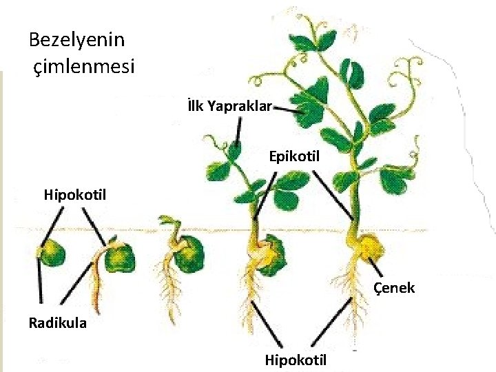 Bezelyenin çimlenmesi İlk Yapraklar Epikotil Hipokotil Çenek Radikula Hipokotil 