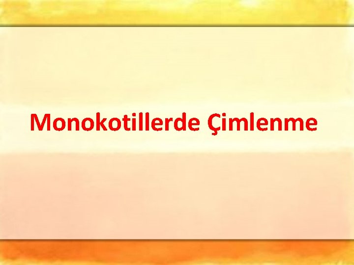 Monokotillerde Çimlenme 