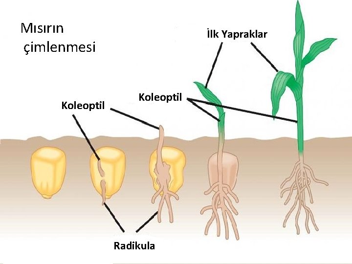 Mısırın çimlenmesi Koleoptil İlk Yapraklar Koleoptil Radikula 