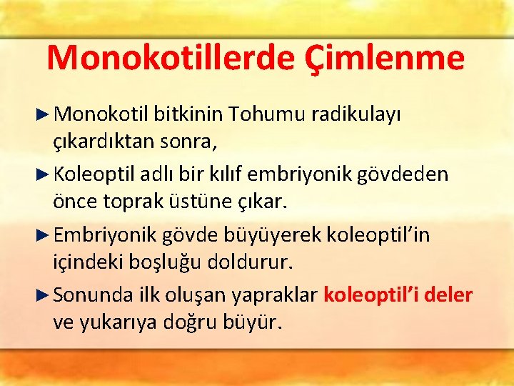 Monokotillerde Çimlenme ► Monokotil bitkinin Tohumu radikulayı çıkardıktan sonra, ► Koleoptil adlı bir kılıf Monokotillerde Çimlenme ► Monokotil bitkinin Tohumu radikulayı çıkardıktan sonra, ► Koleoptil adlı bir kılıf