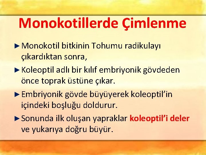 Monokotillerde Çimlenme ► Monokotil bitkinin Tohumu radikulayı çıkardıktan sonra, ► Koleoptil adlı bir kılıf