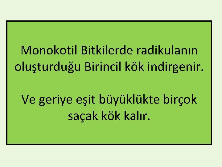 Monokotil Bitkilerde radikulanın oluşturduğu Birincil kök indirgenir. Ve geriye eşit büyüklükte birçok saçak kök