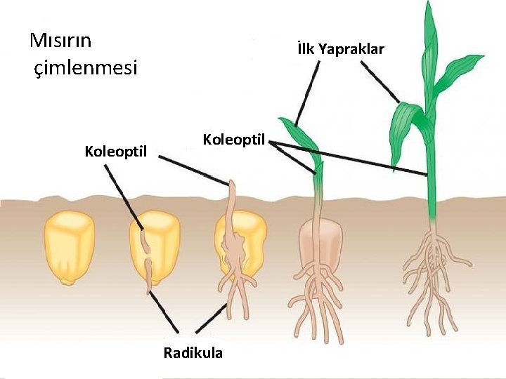 Mısırın çimlenmesi Koleoptil İlk Yapraklar Koleoptil Radikula Mısırın çimlenmesi Koleoptil İlk Yapraklar Koleoptil Radikula