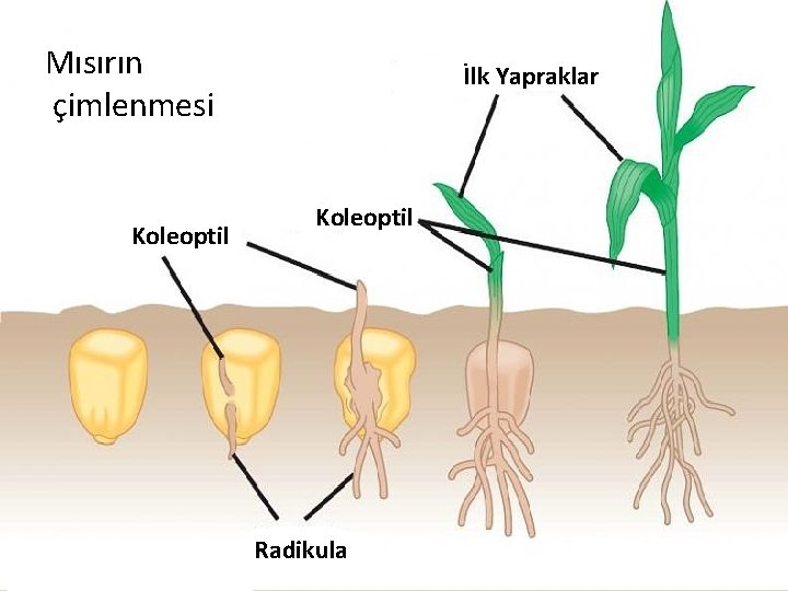 Mısırın çimlenmesi Koleoptil İlk Yapraklar Koleoptil Radikula 