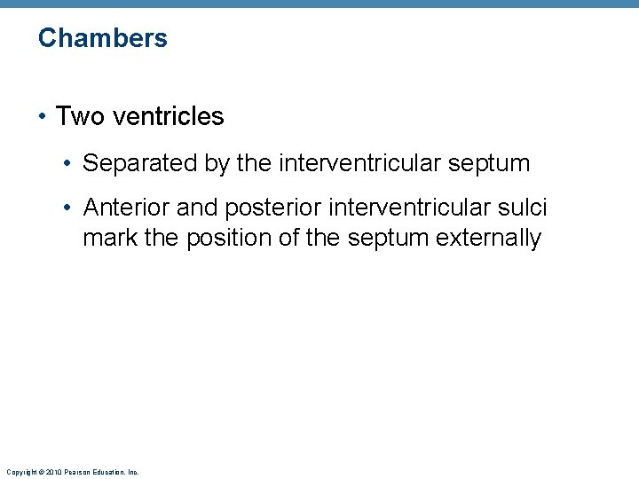 Chambers • Two ventricles • Separated by the interventricular septum • Anterior and posterior