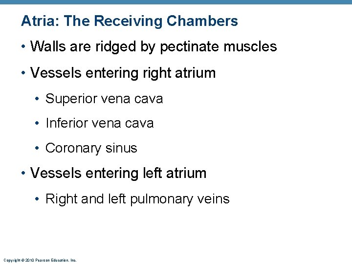 Atria: The Receiving Chambers • Walls are ridged by pectinate muscles • Vessels entering