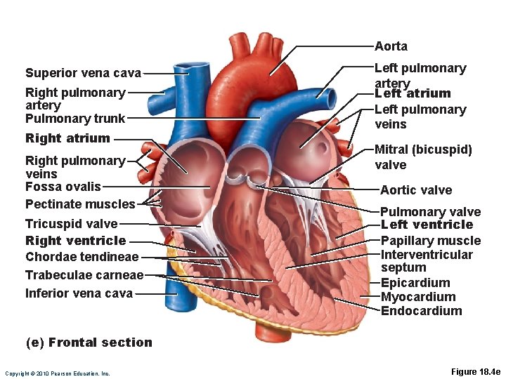 Aorta Superior vena cava Right pulmonary artery Pulmonary trunk Right atrium Right pulmonary veins