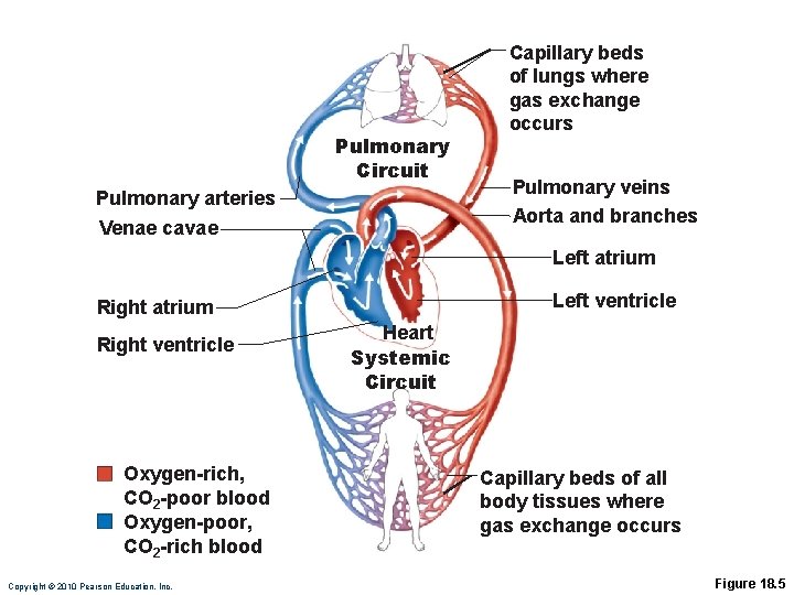 Pulmonary Circuit Pulmonary arteries Venae cavae Capillary beds of lungs where gas exchange occurs