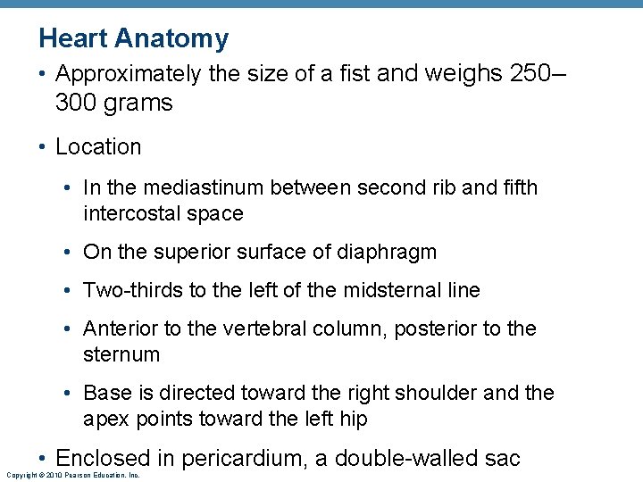 Heart Anatomy • Approximately the size of a fist and weighs 250– 300 grams