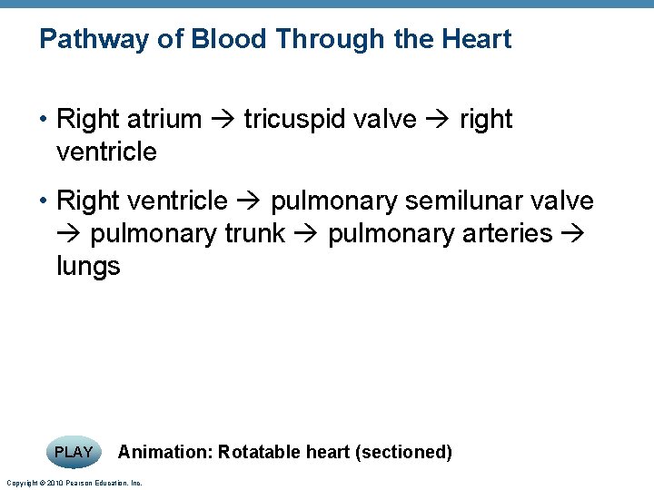 Pathway of Blood Through the Heart • Right atrium tricuspid valve right ventricle •