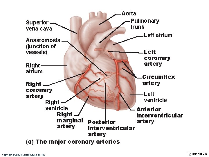 Superior vena cava Anastomosis (junction of vessels) Right atrium Aorta Pulmonary trunk Left atrium