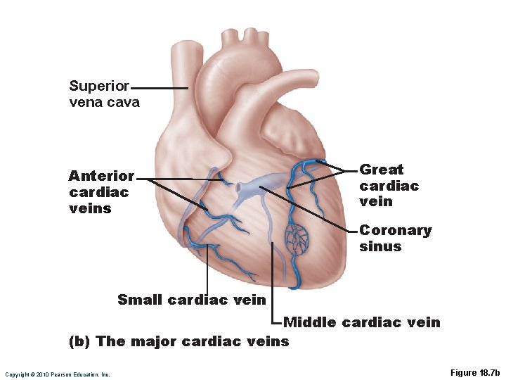 Superior vena cava Anterior cardiac veins Great cardiac vein Coronary sinus Small cardiac vein