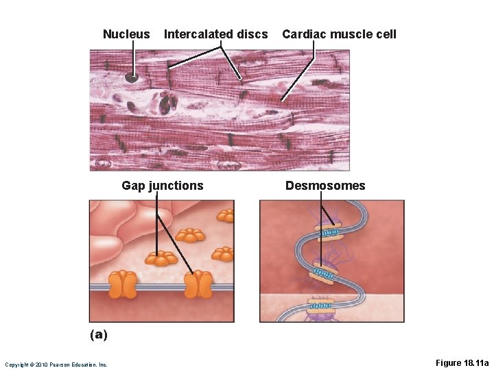 Nucleus Intercalated discs Gap junctions Cardiac muscle cell Desmosomes (a) Copyright © 2010 Pearson