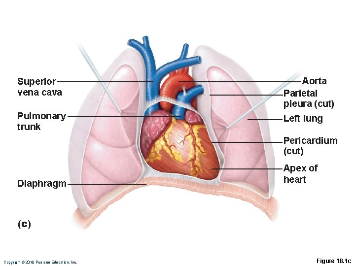 Superior vena cava Aorta Parietal pleura (cut) Pulmonary trunk Left lung Pericardium (cut) Diaphragm